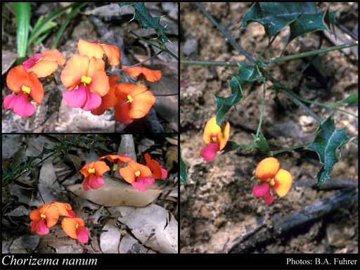 Photograph of Chorizema nanum (Andrews) Sims