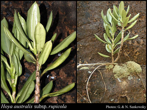 Photograph of Hoya australis subsp. rupicola (K.D.Hill) P.I.Forst. & Liddle