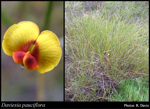 Photograph of Daviesia pauciflora Crisp