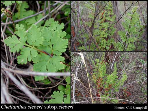 Photograph of Cheilanthes sieberi Kunze subsp. sieberi