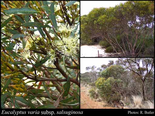 Photograph of Eucalyptus varia subsp. salsuginosa Brooker & Hopper