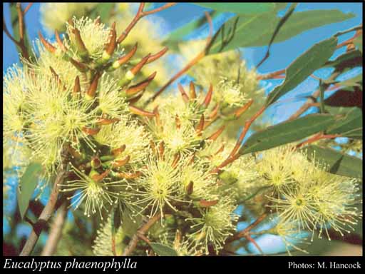 Photograph of Eucalyptus phaenophylla Brooker & Hopper