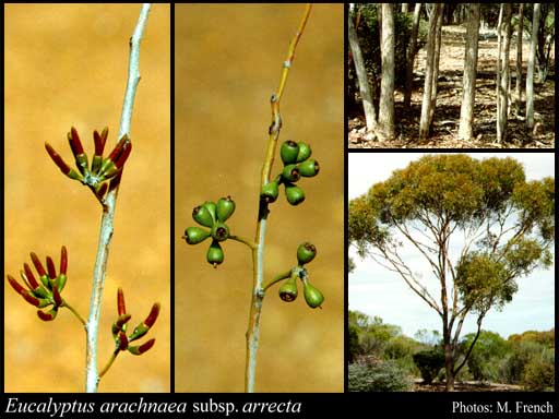 Photograph of Eucalyptus arachnaea subsp. arrecta Brooker & Hopper