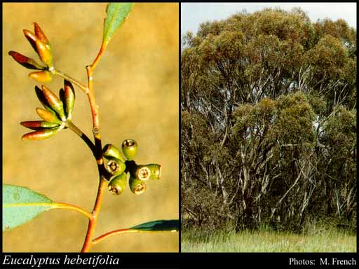 Photograph of Eucalyptus hebetifolia Brooker & Hopper