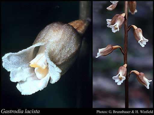 Photograph of Gastrodia lacista D.L.Jones