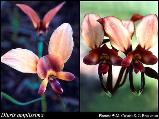 Photograph of Diuris amplissima D.L.Jones