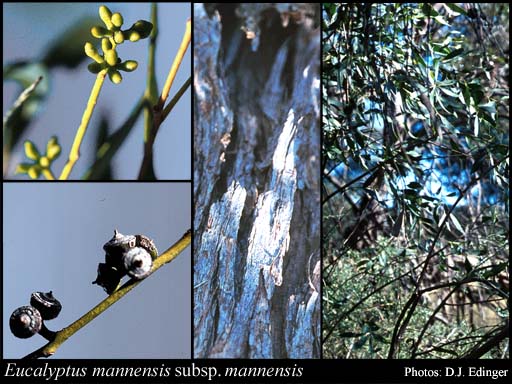 Photograph of Eucalyptus mannensis Boomsma subsp. mannensis
