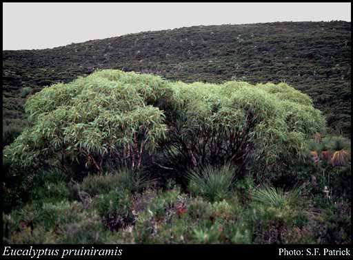 Photograph of Eucalyptus pruiniramis L.A.S.Johnson & K.D.Hill