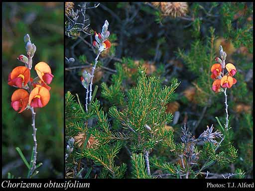 Photograph of Chorizema obtusifolium (Sweet) J.M.Taylor & Crisp