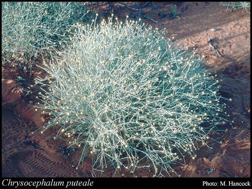 Photograph of Chrysocephalum puteale (S.Moore) Paul G.Wilson