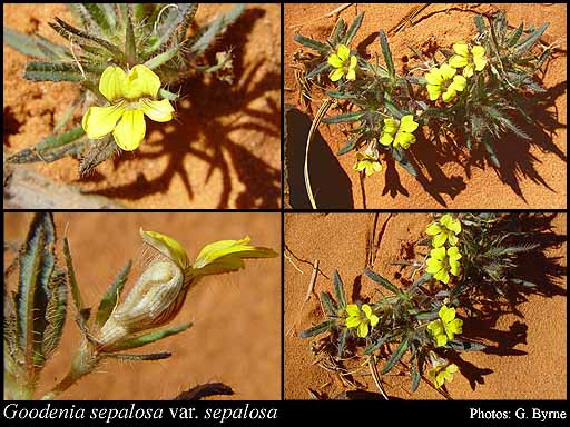 Photograph of Goodenia sepalosa Benth. var. sepalosa