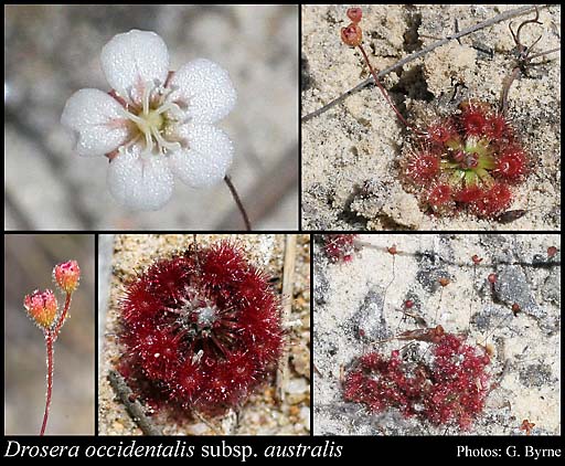 Photograph of Drosera occidentalis subsp. australis N.G.Marchant & Lowrie