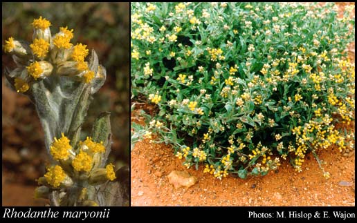 Photograph of Rhodanthe maryonii (S.Moore) Paul G.Wilson