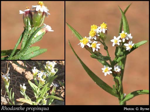 Photograph of Rhodanthe propinqua (W.Fitzg.) Paul G.Wilson