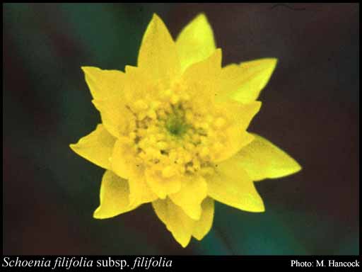 Photograph of Schoenia filifolia (Turcz.) Paul G.Wilson subsp. filifolia