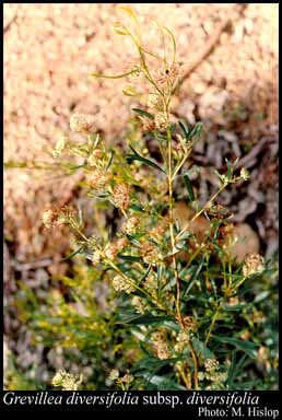 Photograph of Grevillea diversifolia Meisn. subsp. diversifolia