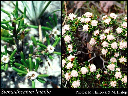 Photograph of Stenanthemum humile Benth.