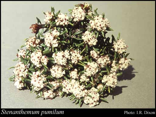 Photograph of Stenanthemum pumilum (F.Muell.) Diels
