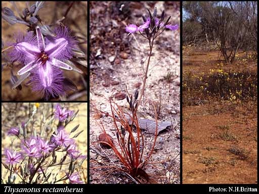 Photograph of Thysanotus rectantherus Brittan