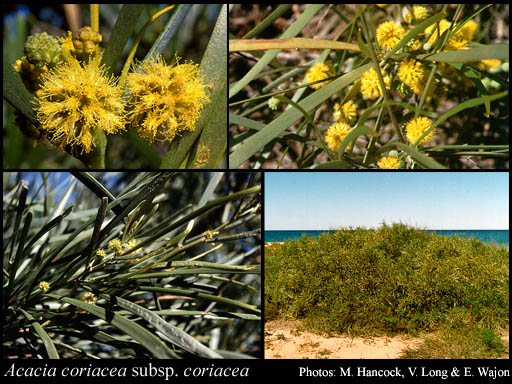 Photograph of Acacia coriacea DC. subsp. coriacea