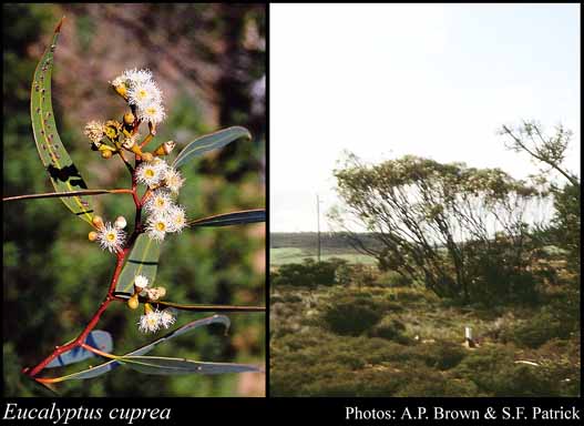 Photograph of Eucalyptus cuprea Brooker & Hopper