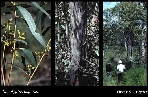 Photograph of Eucalyptus aspersa Brooker & Hopper