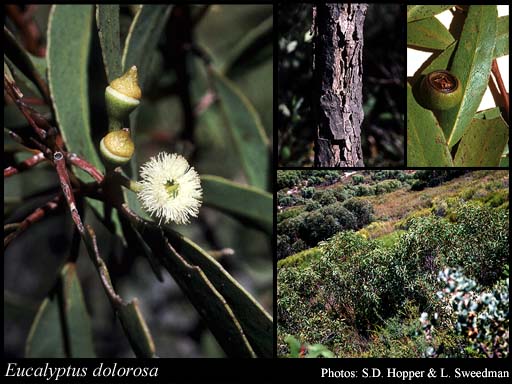 Photograph of Eucalyptus dolorosa Brooker & Hopper