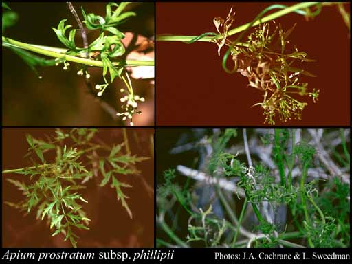 Photograph of Apium prostratum subsp. phillipii Keighery