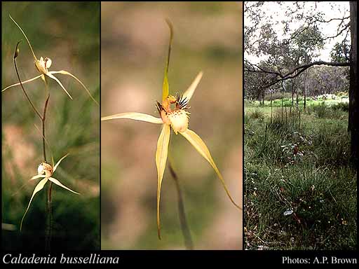 Photograph of Caladenia busselliana Hopper & A.P.Br.