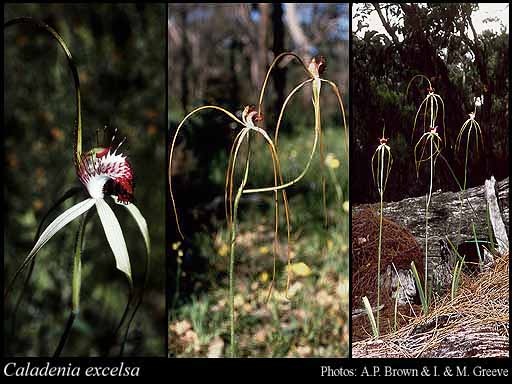 Photograph of Caladenia excelsa Hopper & A.P.Br.