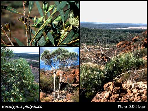 Photograph of Eucalyptus platydisca D.Nicolle & Brooker
