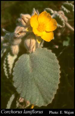Photograph of Corchorus laniflorus Rye