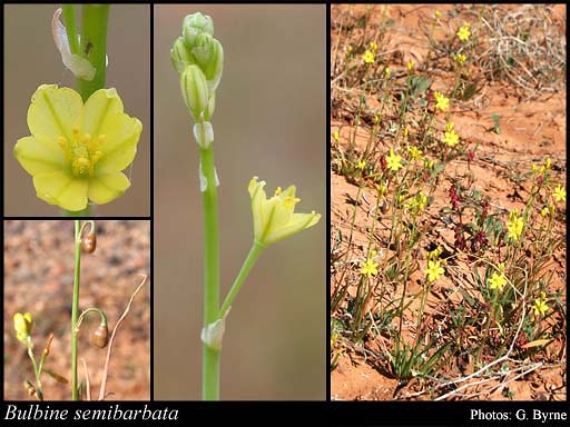 Photograph of Bulbine semibarbata (R.Br.) Haw.