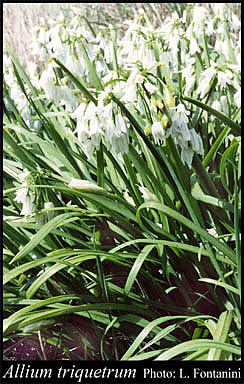 Photograph of Allium triquetrum L.