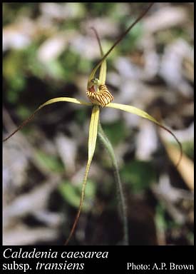 Photograph of Caladenia caesarea subsp. transiens Hopper & A.P.Br.