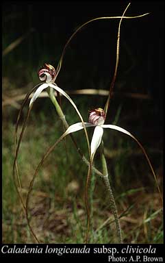 Photograph of Caladenia longicauda subsp. clivicola Hopper & A.P.Br.