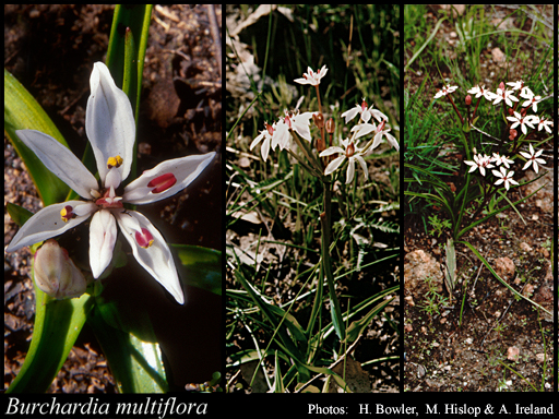 Photograph of Burchardia multiflora Lindl.