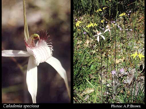 Photograph of Caladenia speciosa Hopper & A.P.Br.