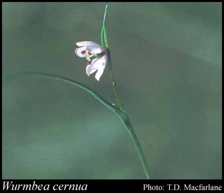 Photograph of Wurmbea cernua T.Macfarlane