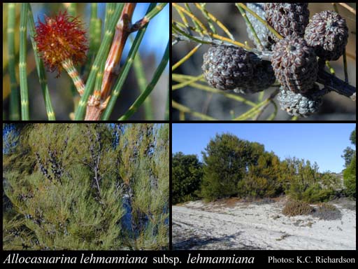 Photograph of Allocasuarina lehmanniana (Miq.) L.A.S.Johnson subsp. lehmanniana