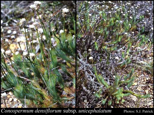 Photograph of Conospermum densiflorum subsp. unicephalatum E.M.Benn.