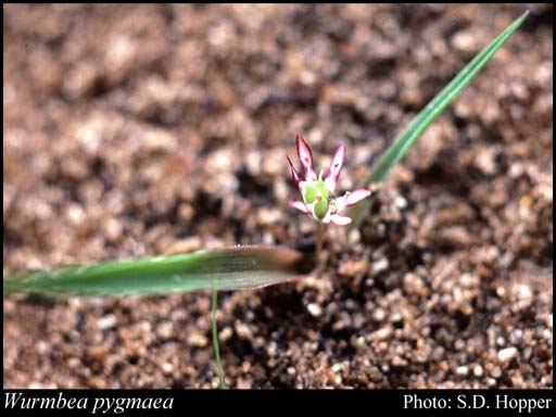 Photograph of Wurmbea pygmaea (Endl.) Benth.