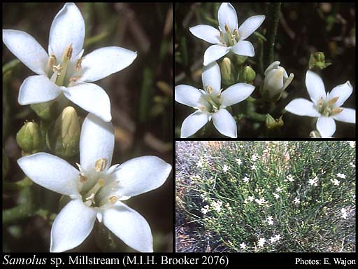 Photograph of Samolus sp. Millstream (M.I.H. Brooker 2076)