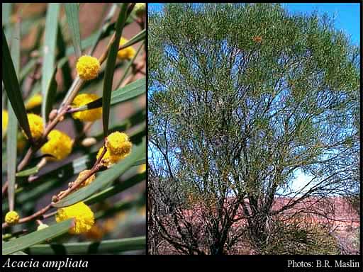 Photograph of Acacia ampliata R.S.Cowan & Maslin