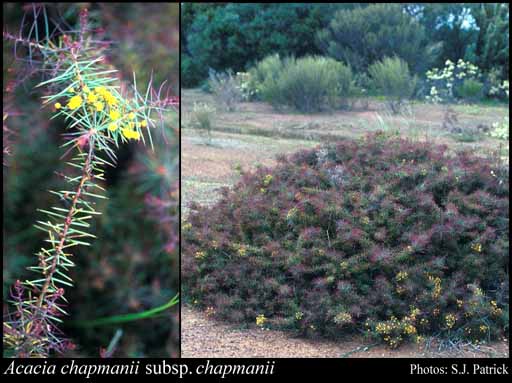 Photograph of Acacia chapmanii R.S.Cowan & Maslin subsp. chapmanii