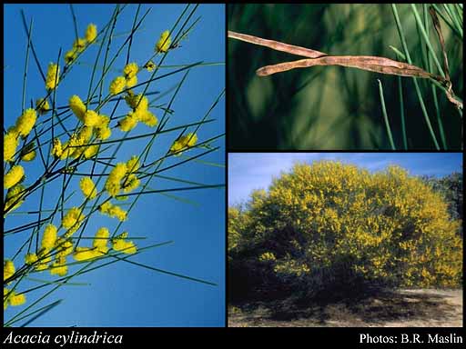 Photograph of Acacia cylindrica R.S.Cowan & Maslin