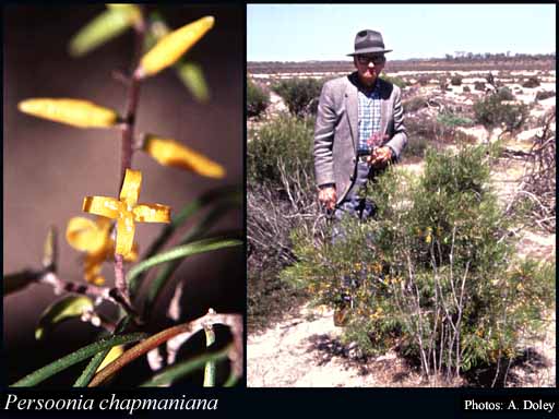 Photograph of Persoonia chapmaniana P.H.Weston