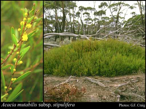 Photograph of Acacia mutabilis subsp. stipulifera Maslin