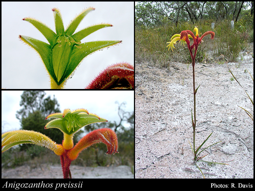 Photograph of Anigozanthos preissii Endl.