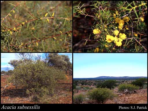 Photograph of Acacia subsessilis A.R.Chapm. & Maslin